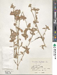 Commelina benghalensis image