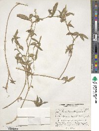 Commelina benghalensis image