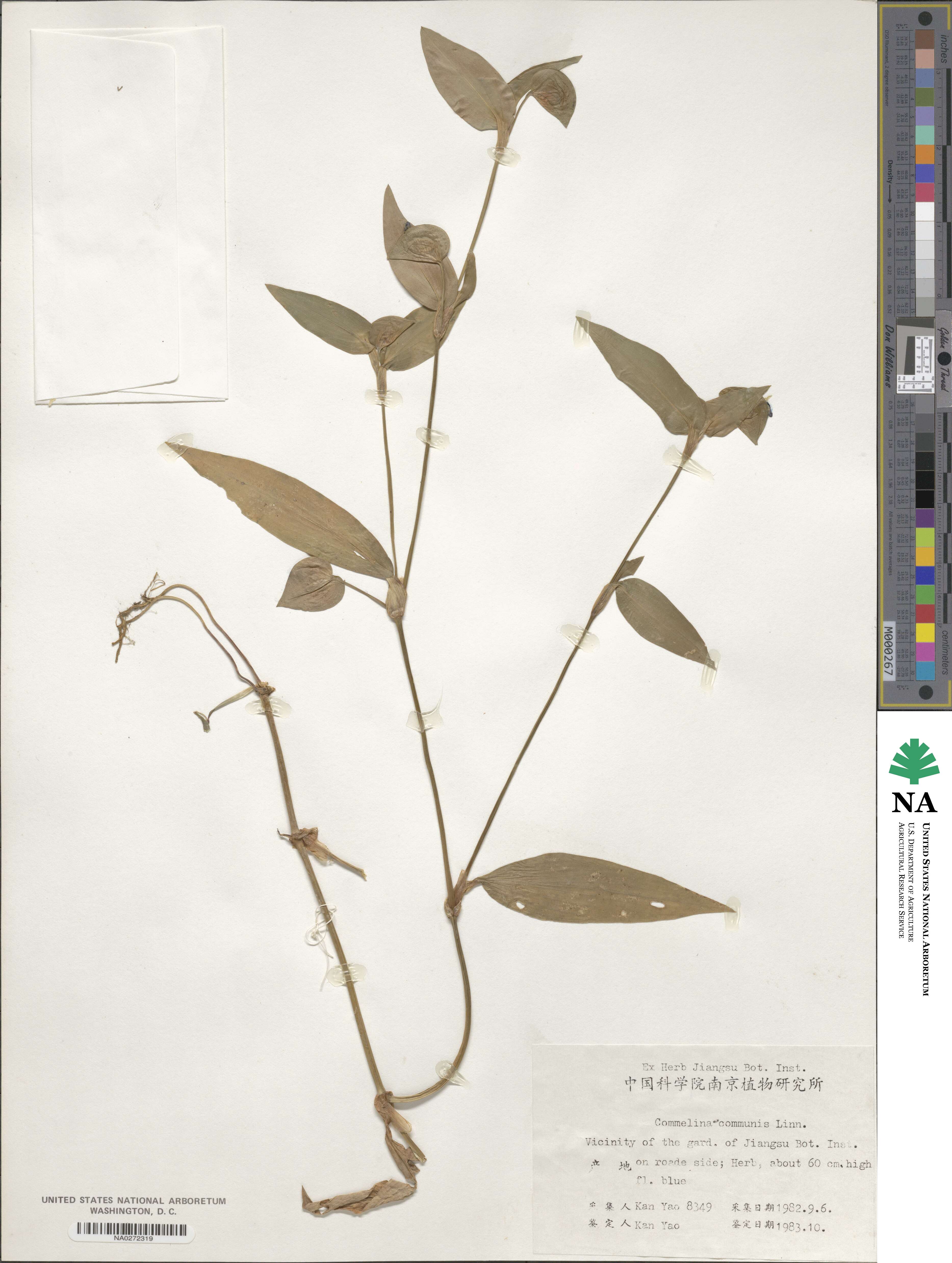 Commelina communis image