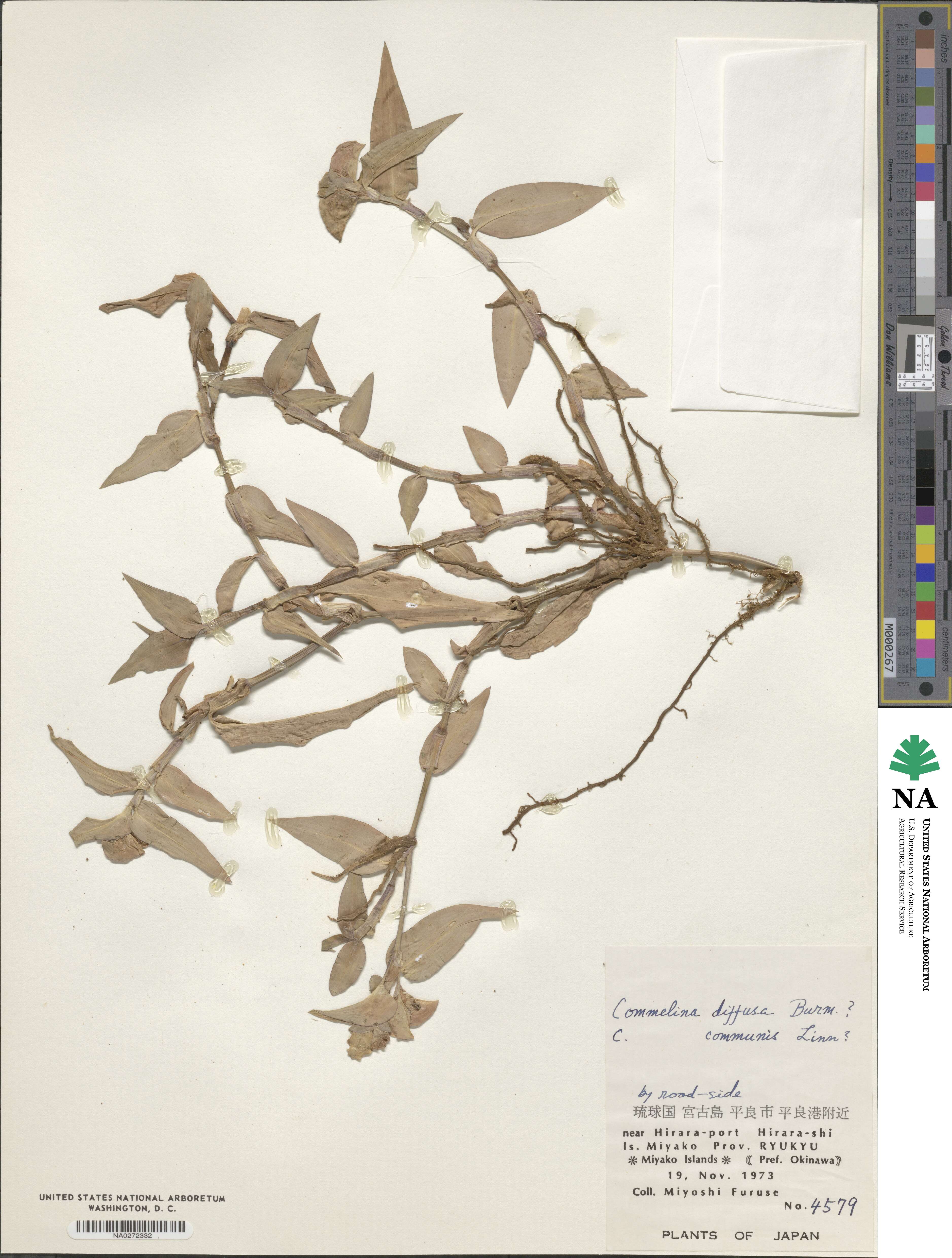Commelina diffusa image