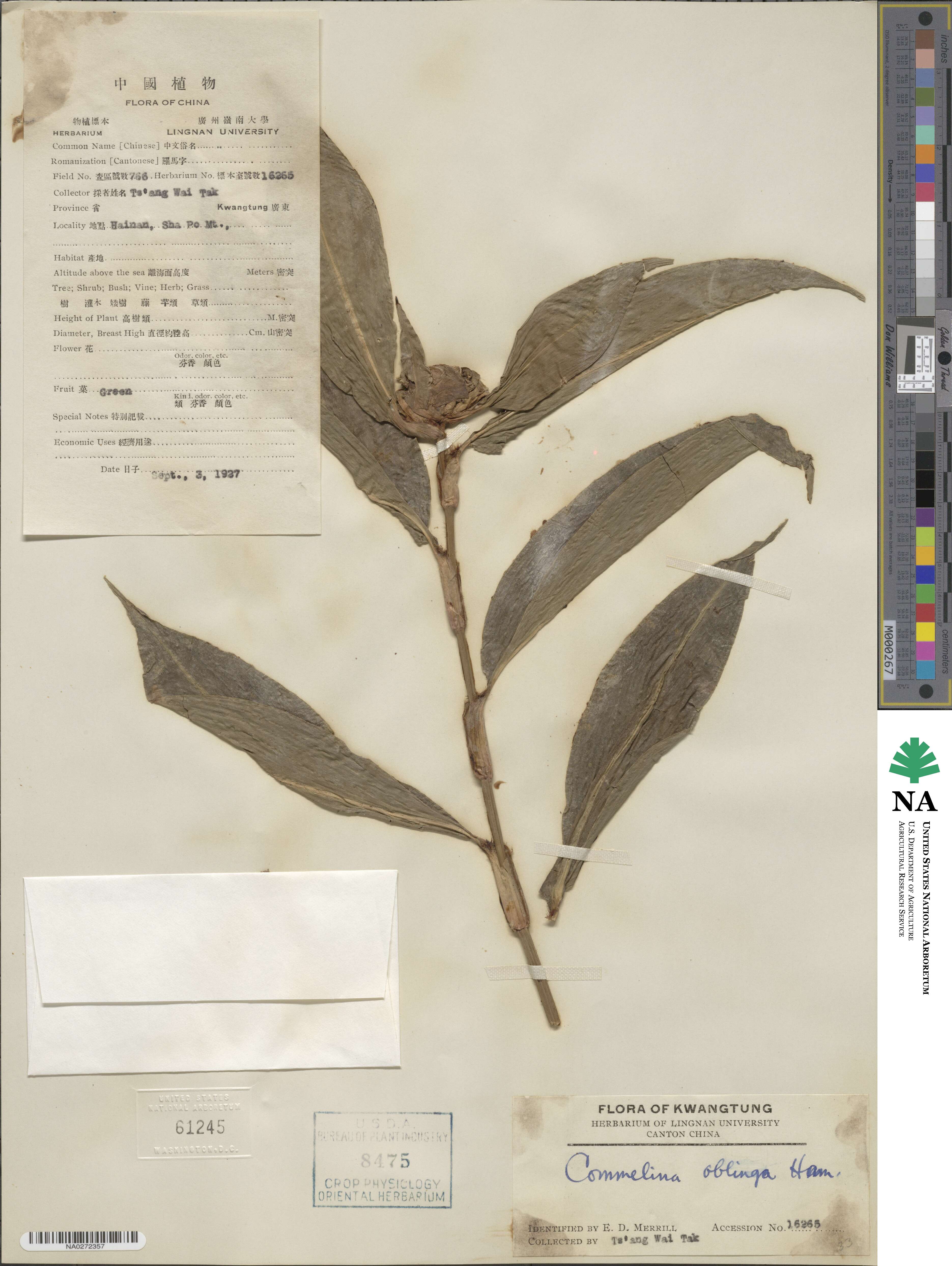 Commelina obliqua image