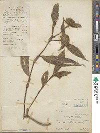 Commelina obliqua image