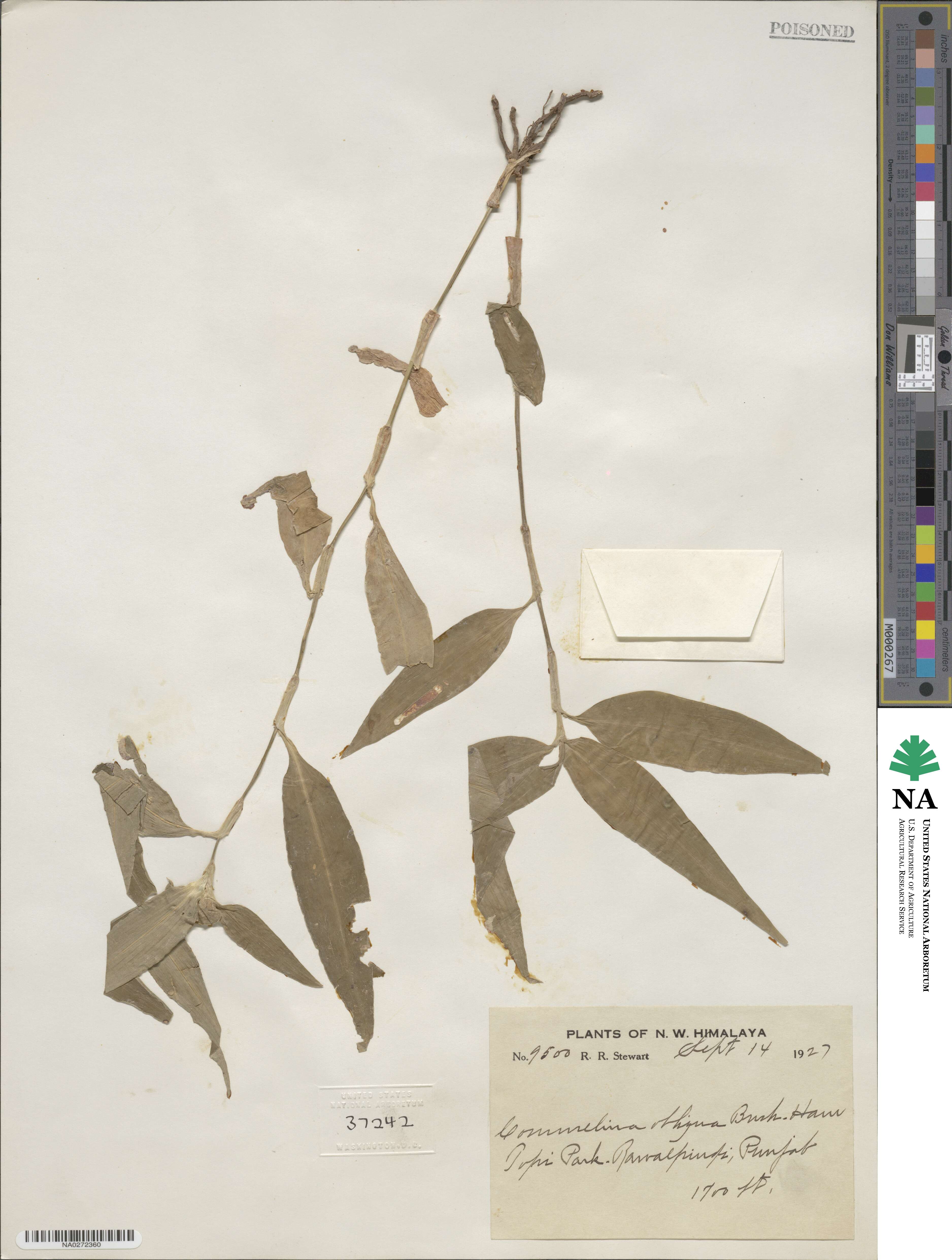 Commelina obliqua image