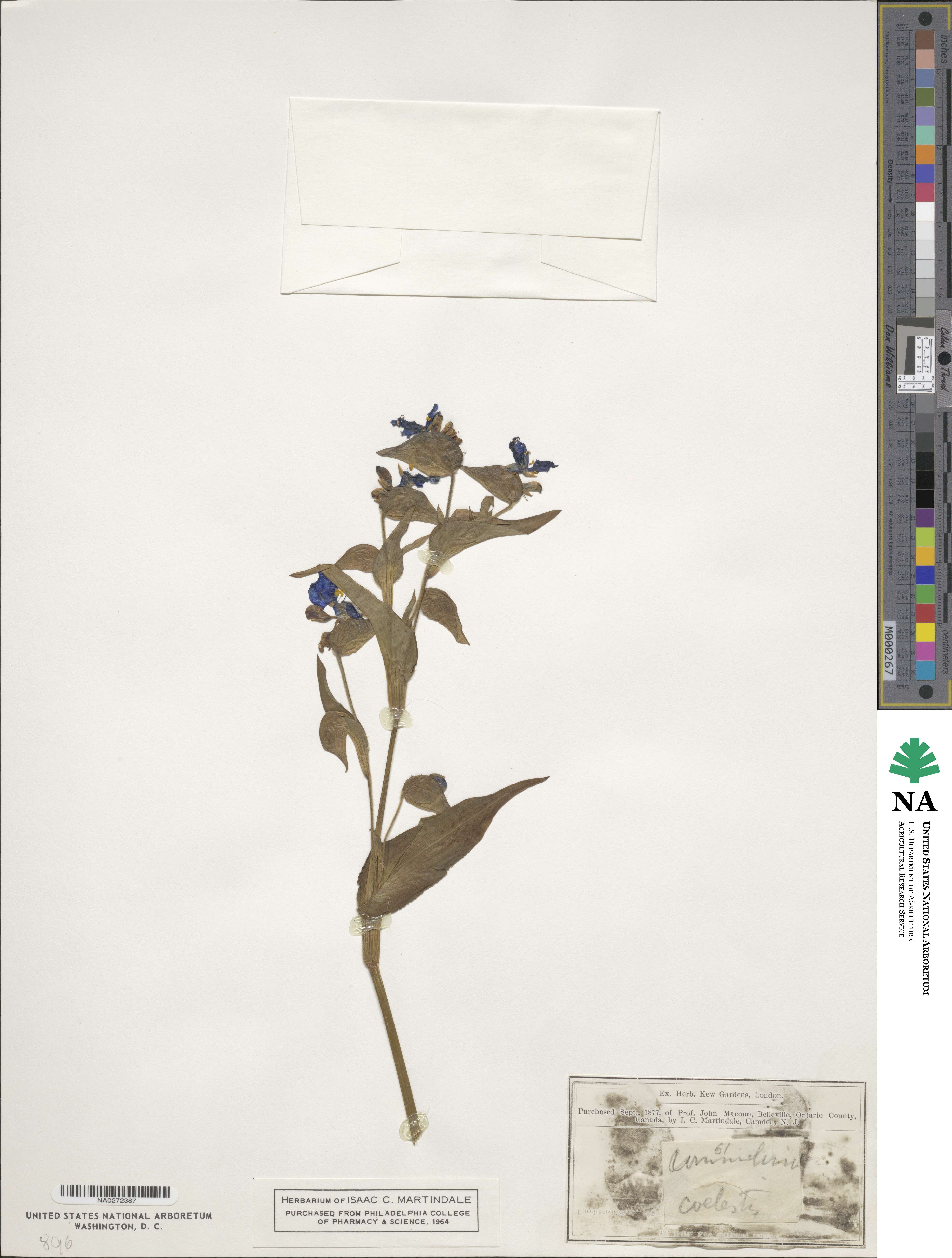 Commelina tuberosa image