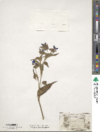 Commelina tuberosa image