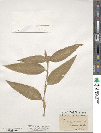 Commelina erecta image