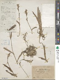 Aneilema loureirii image