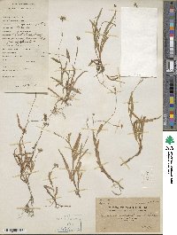 Murdannia nudiflora image