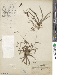 Murdannia nudiflora image