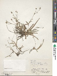 Aneilema nudiflorum image