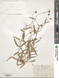 Murdannia nudiflora image