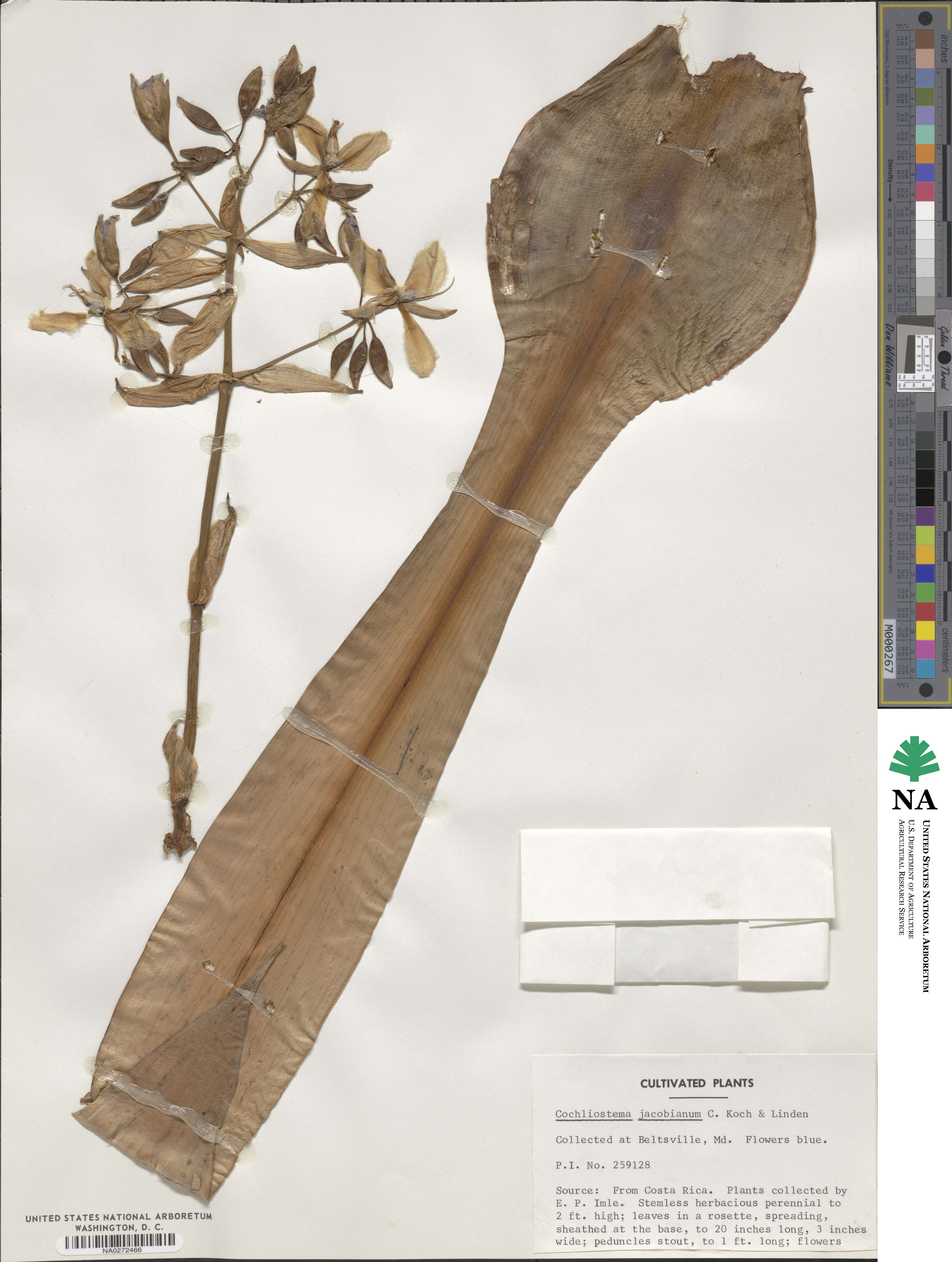 Cochliostema odoratissimum image