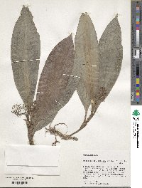 Image of Floscopa robusta