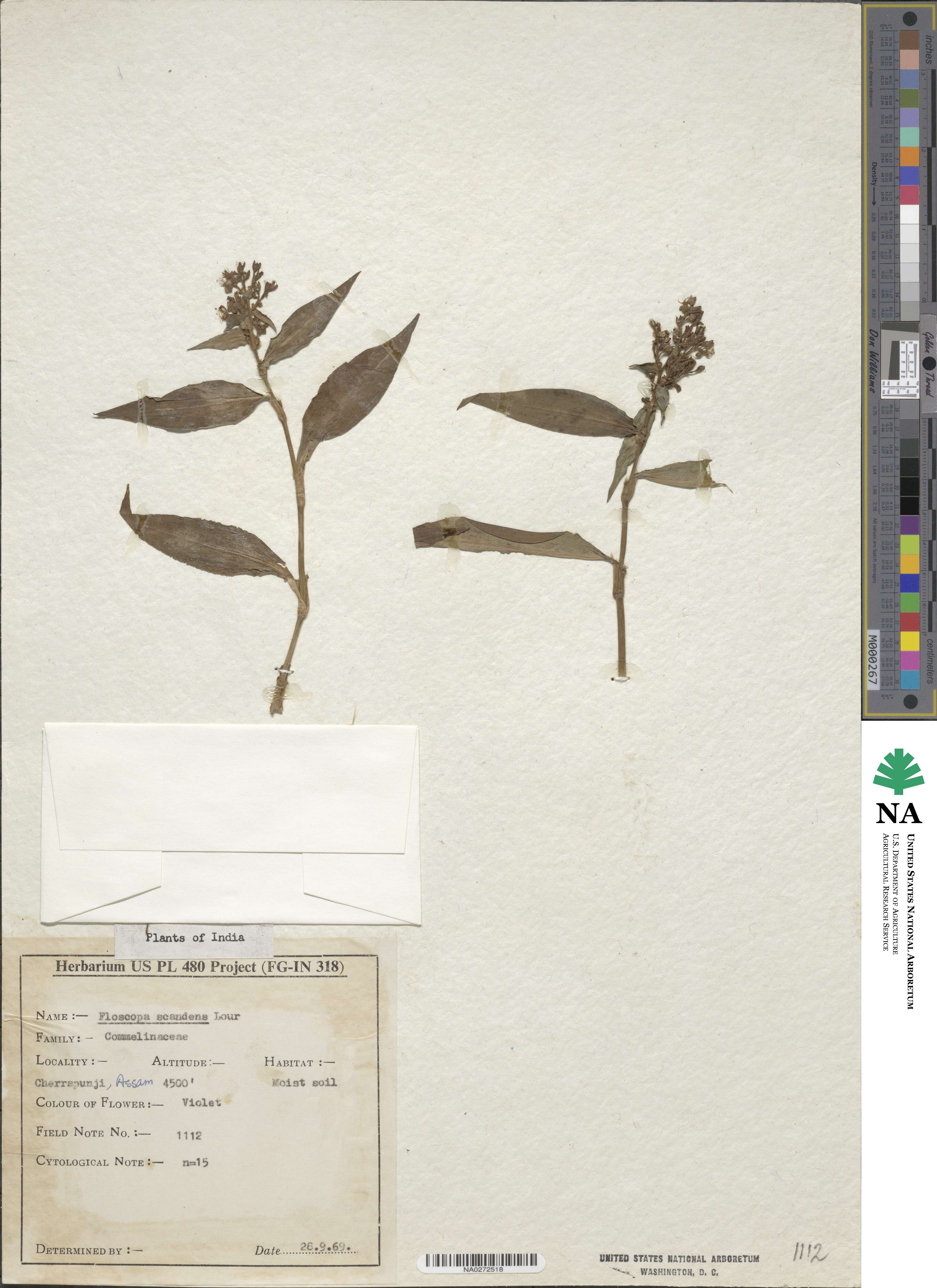 Floscopa scandens image
