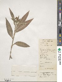 Floscopa scandens image