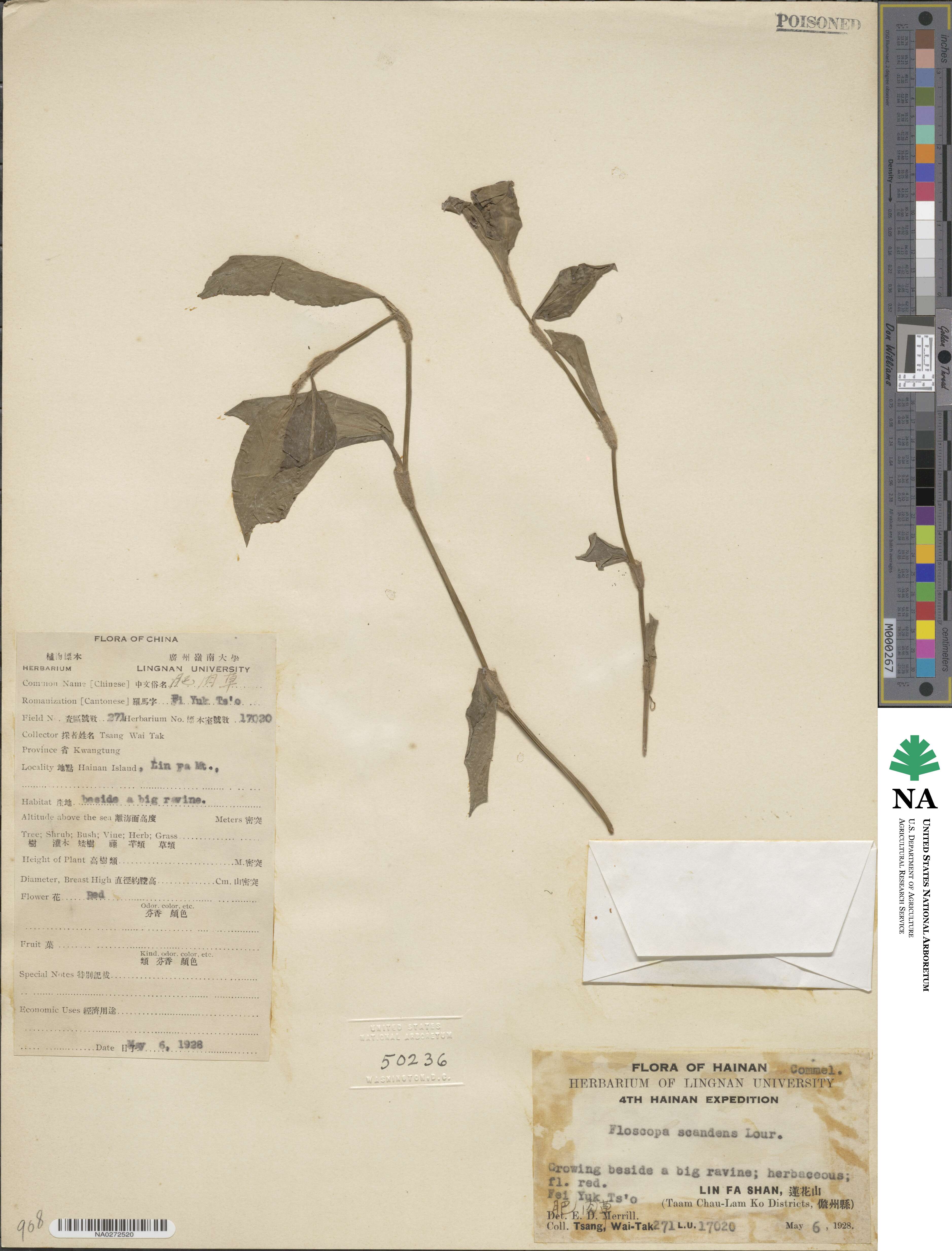 Floscopa scandens image