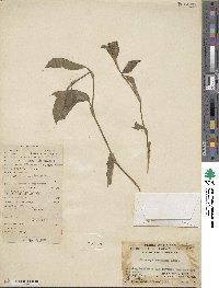 Floscopa scandens image