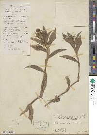 Floscopa scandens image