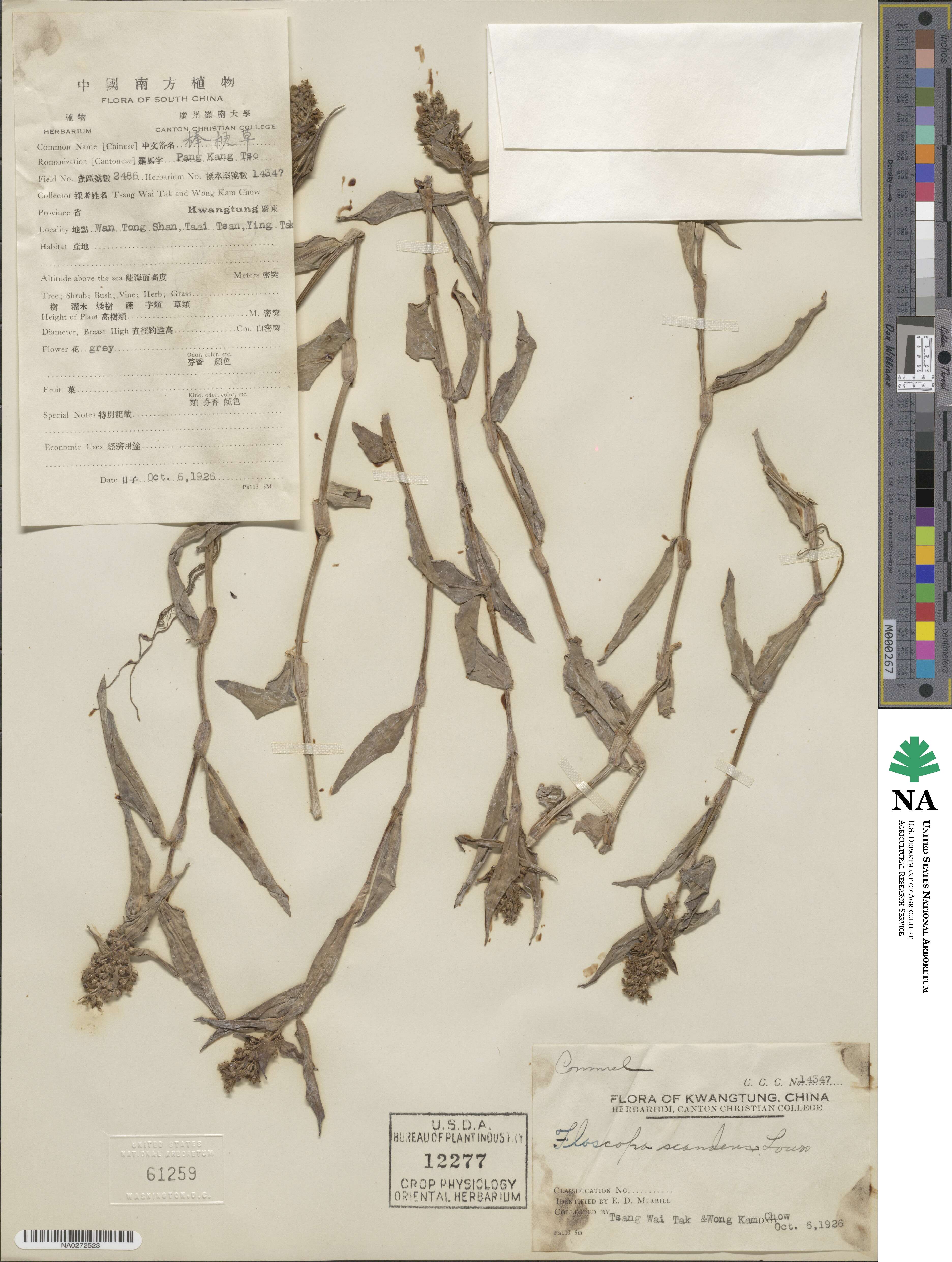 Floscopa scandens image