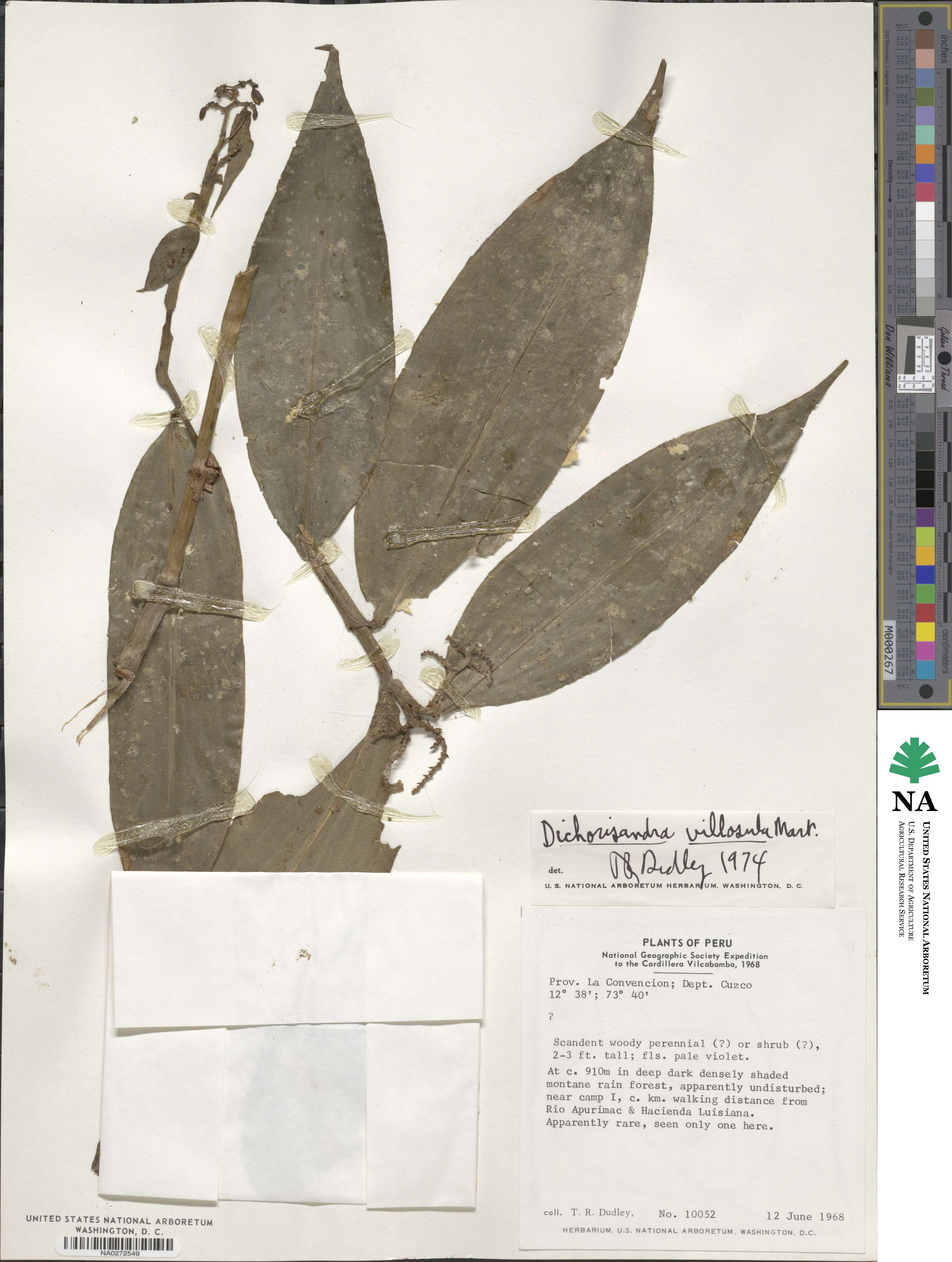 Dichorisandra villosula image