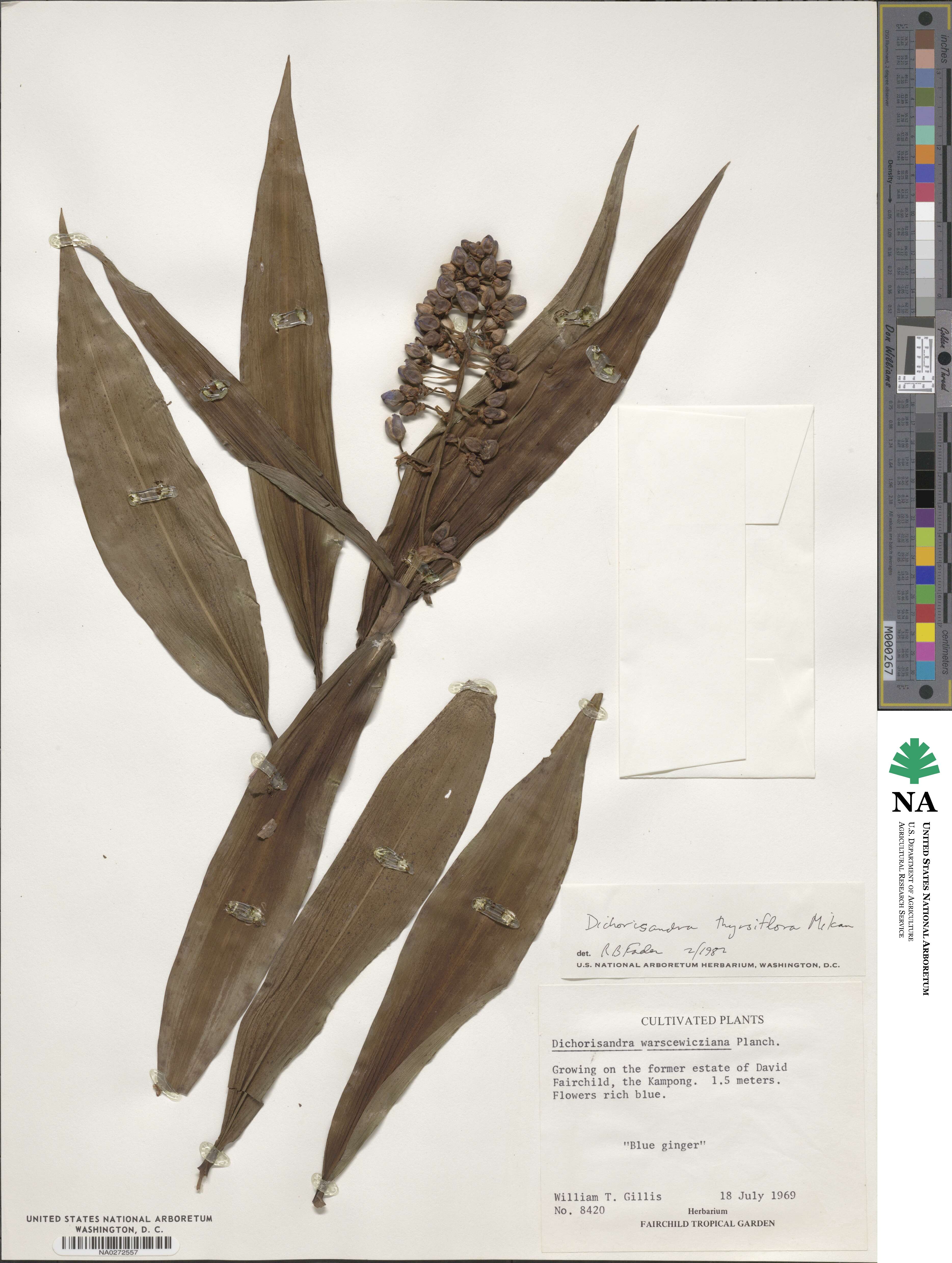 Dichorisandra thyrsiflora image
