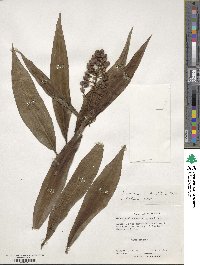 Dichorisandra thyrsiflora image