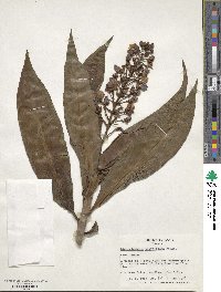 Dichorisandra thyrsiflora image