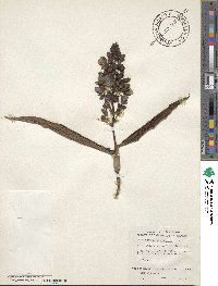 Dichorisandra thyrsiflora image