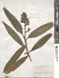 Dichorisandra thyrsiflora image