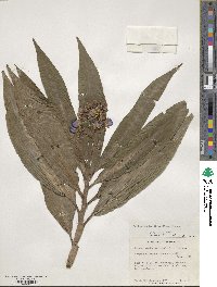 Dichorisandra thyrsiflora image