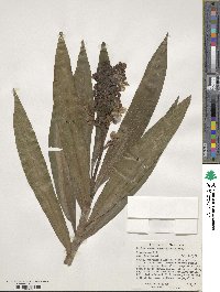 Dichorisandra thyrsiflora image