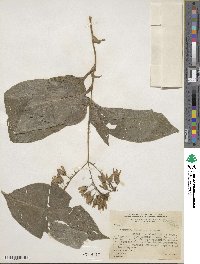 Tinantia leiocalyx image