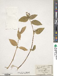 Tinantia erecta image