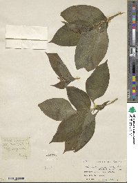 Tinantia erecta image