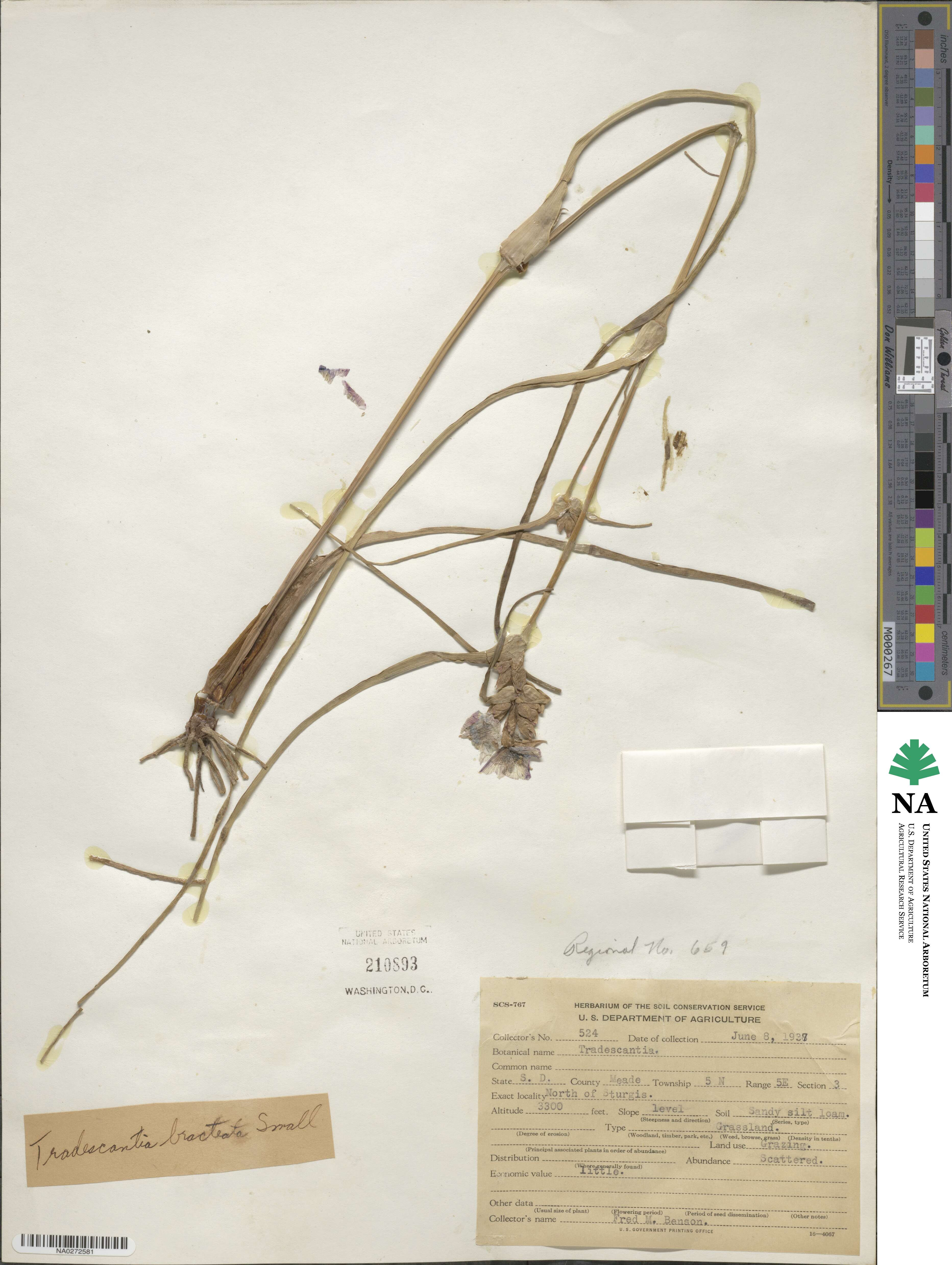 Tradescantia bracteata image