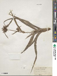 Tradescantia ohiensis image