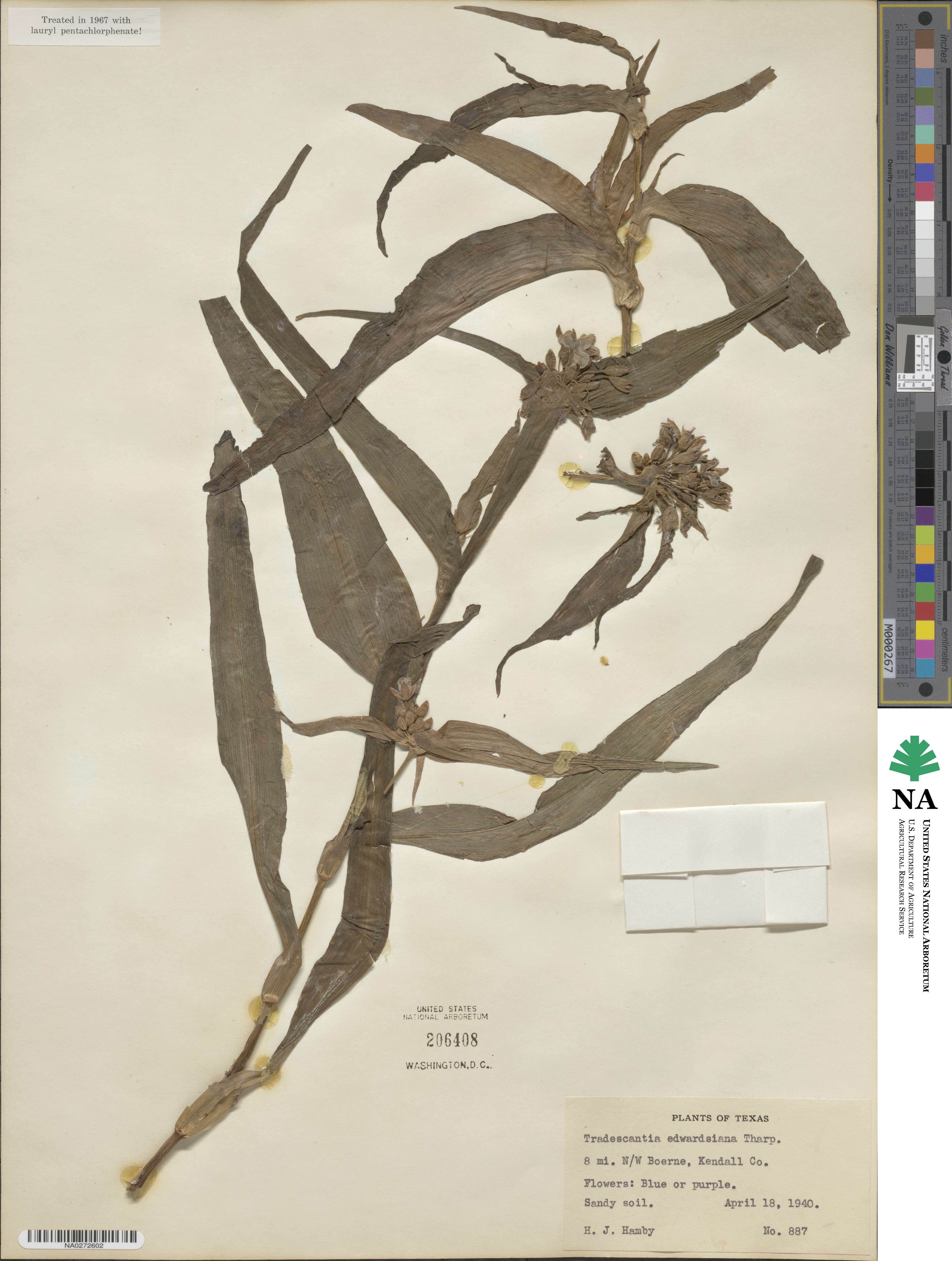 Tradescantia edwardsiana image