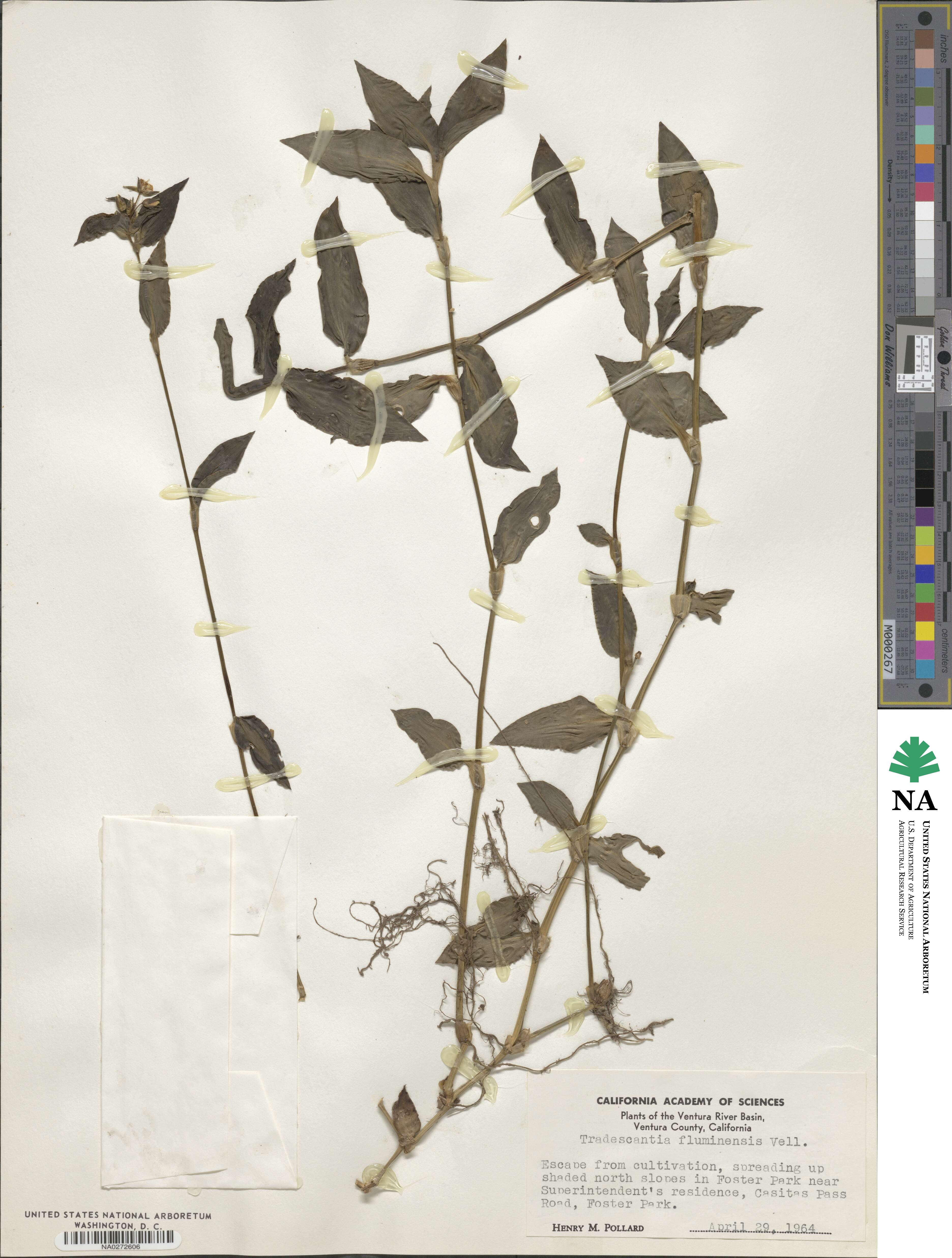 Tradescantia fluminensis image