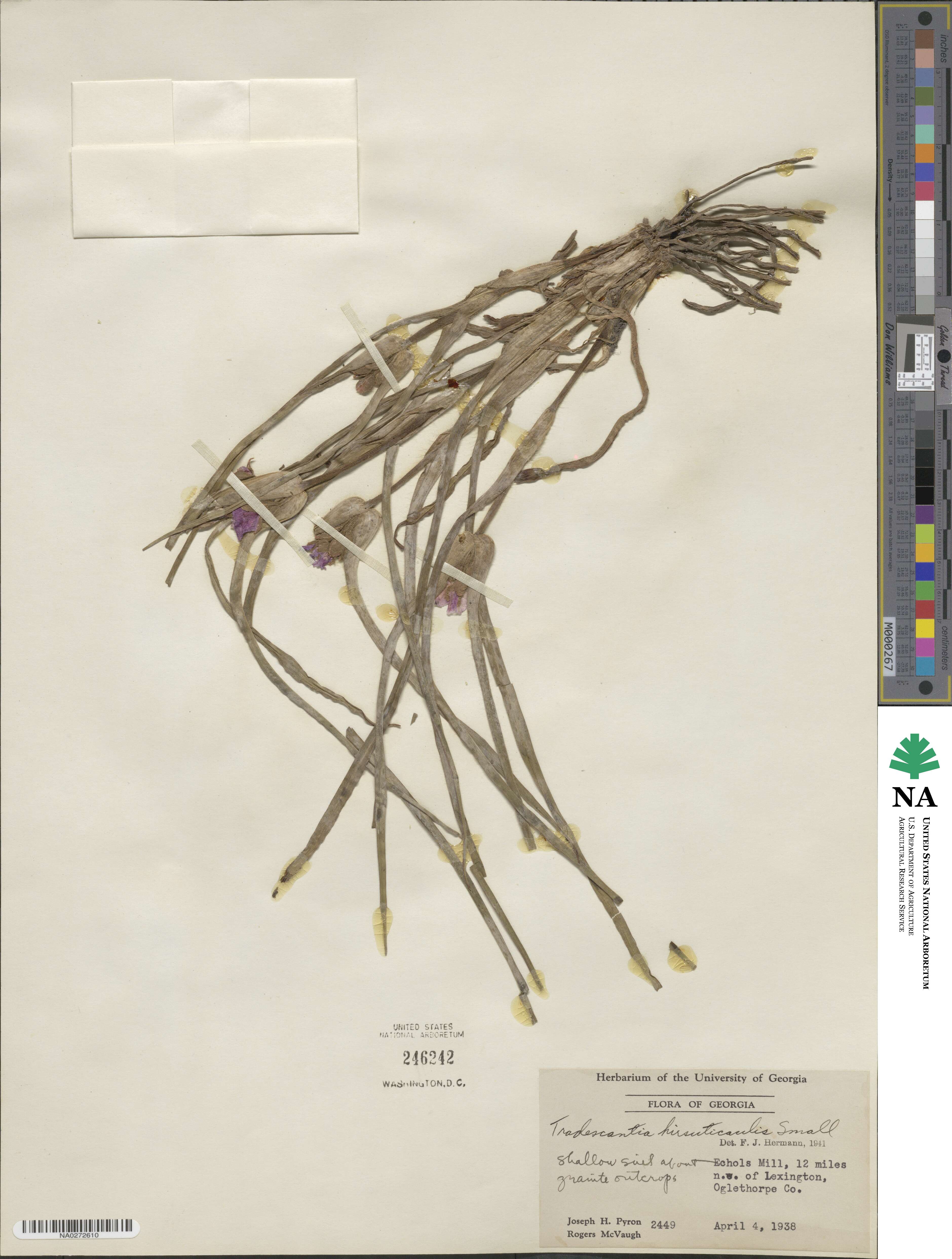Tradescantia hirsuticaulis image