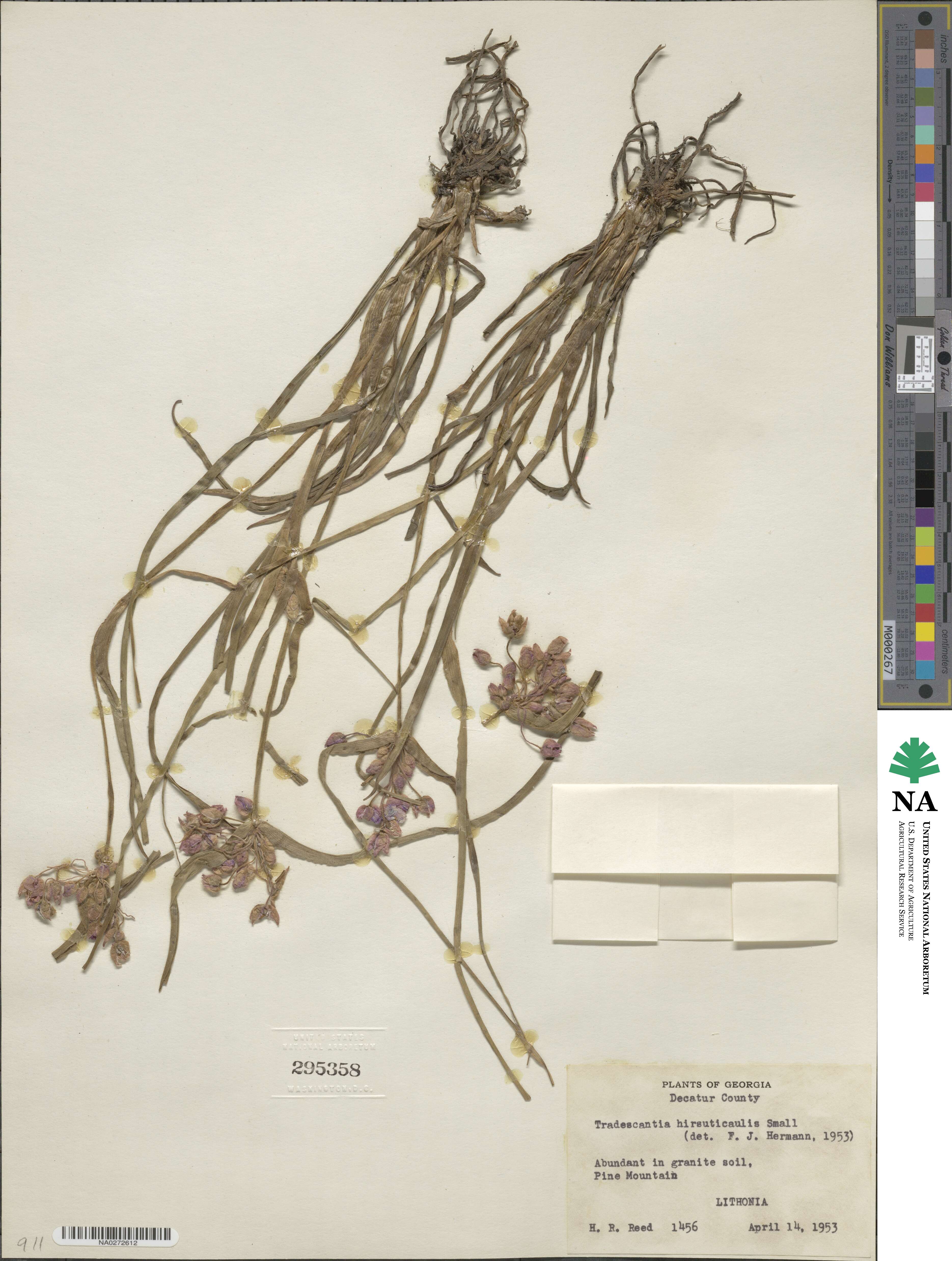 Tradescantia hirsuticaulis image