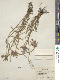 Tradescantia hirsuticaulis image