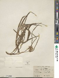 Tradescantia hirsuticaulis image