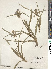 Image of Tradescantia hirsutiflora