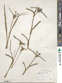 Tradescantia hirsutiflora image