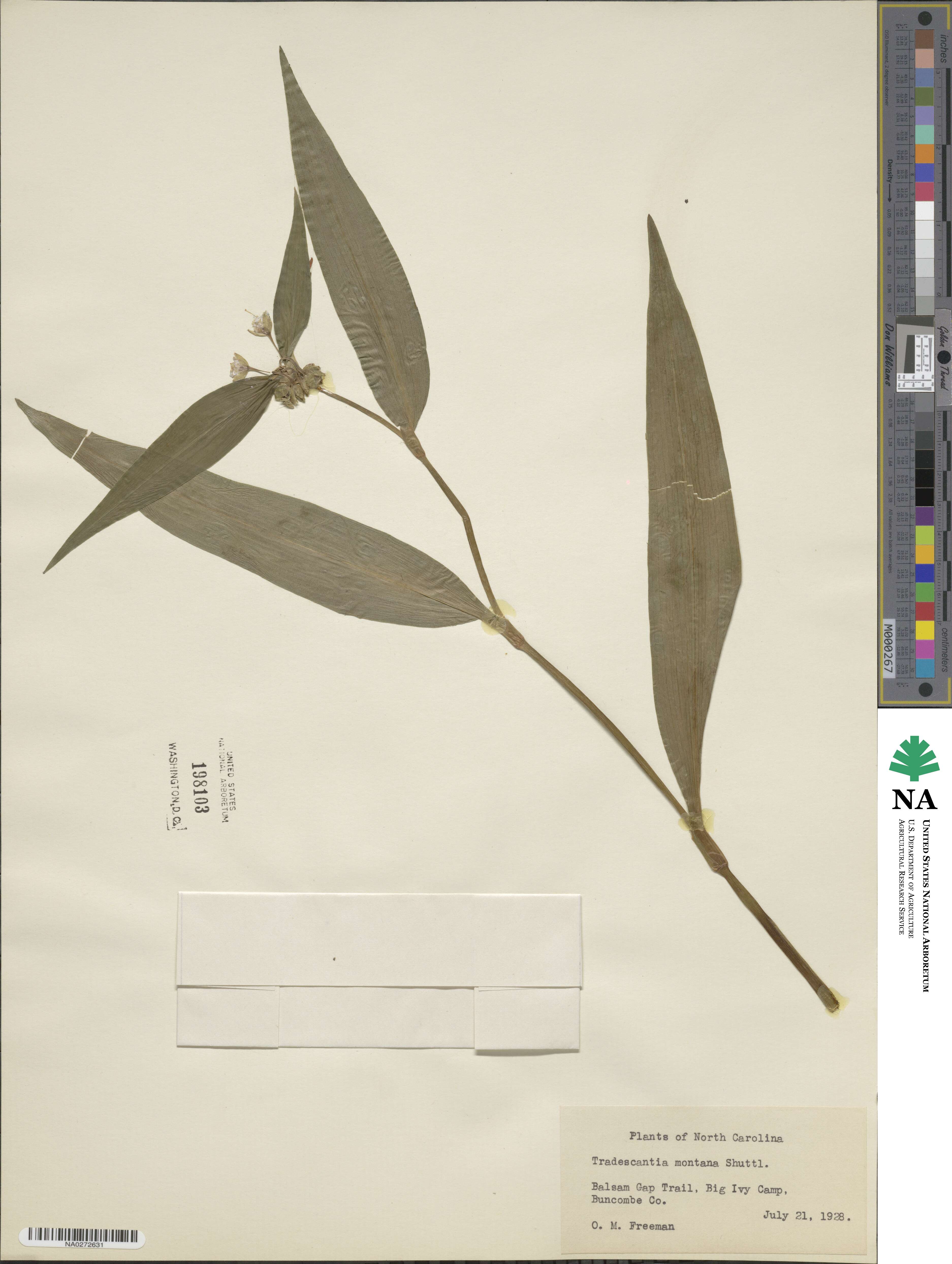 Tradescantia montana image