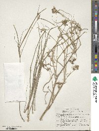 Image of Tradescantia occidentalis