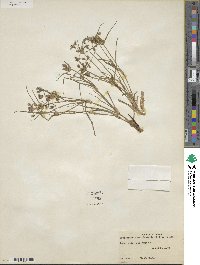 Tradescantia occidentalis image