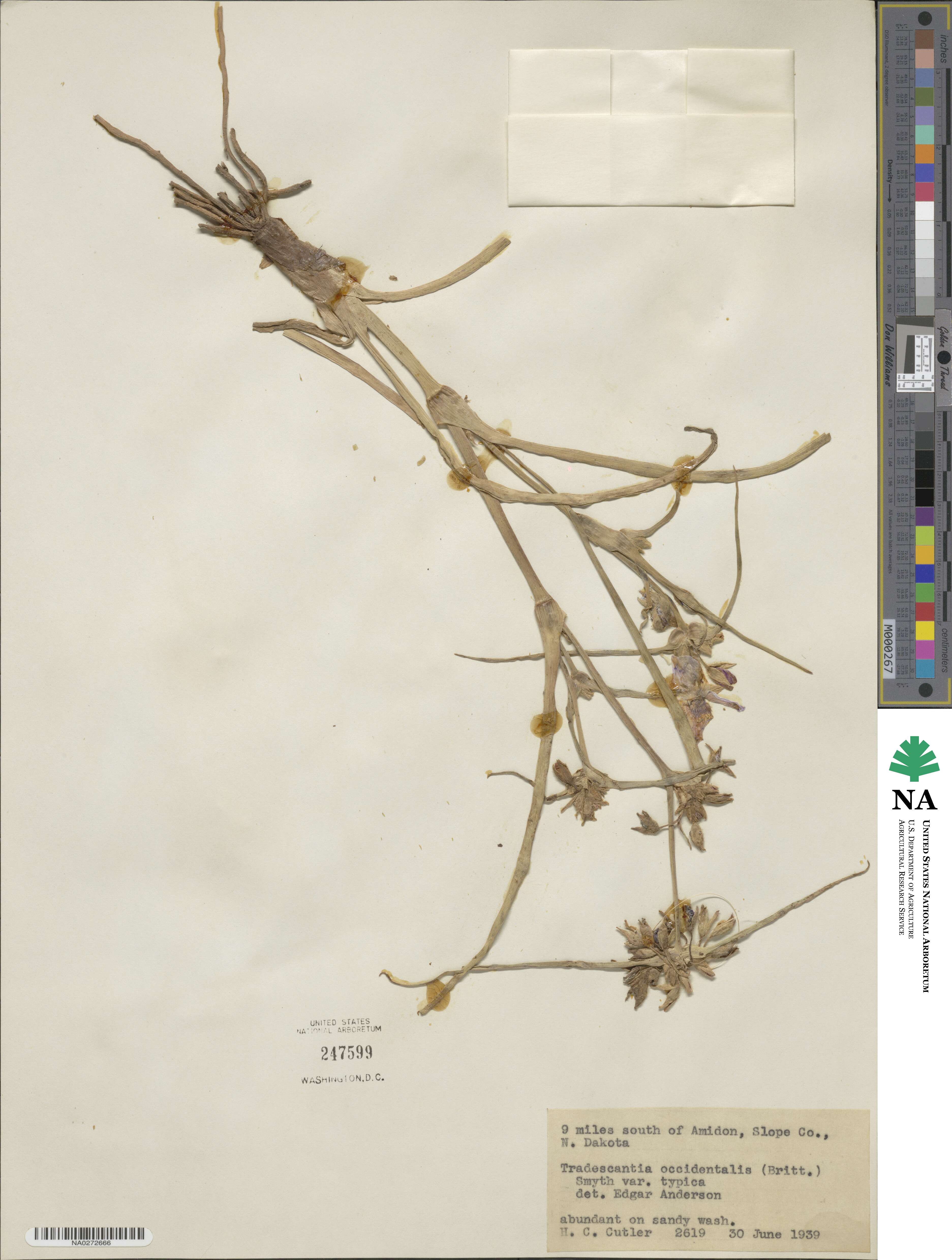 Tradescantia occidentalis image