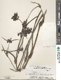 Tradescantia ohiensis image