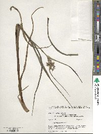 Tradescantia ohiensis image